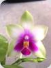Phal. bellina